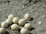 Ostrich's eggs