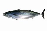 Auxis thazard saltwater frigate tuna fish