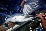 Billfish white Marlin catch and release on boat