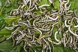 silkworms eating mulberry leaf closeup