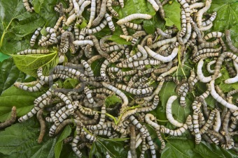 silkworms eating mulberry leaf closeup