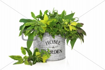 Herb Leaf Selection