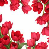 Red Tulip Flower Beauty
