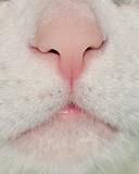 House Cat Nose