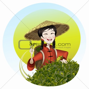 The girl reaps a tea crop