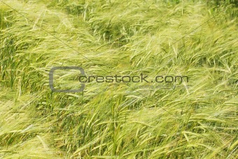 wheaten field