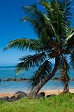 Caribbean Palm Tree