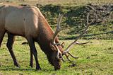 Grazing Bull Elk