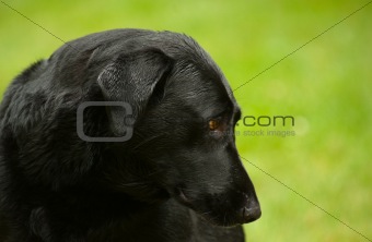 Black labrador retriever portrait