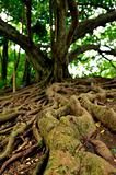 Jamaica Mahogany Tree