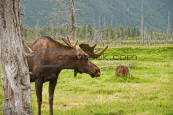 Grazing Alaskan Moose
