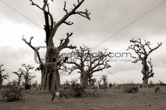 african baobab