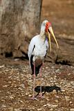 African Yellow billed Stork Tantalo