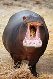 Hippo hippopotamus angry