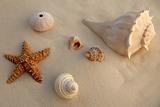 beautiful shells in the beach