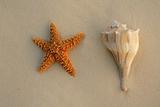 beautiful shells in the beach