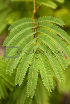macro of green leaf