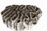 brain coral isolated