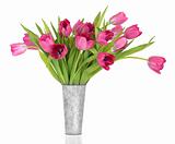 Pink Tulip Flower Beauty