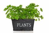 Parsley Herb Plant