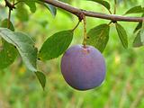 ripening plum