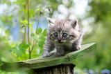 Little kitten in surprise, outdoor shot