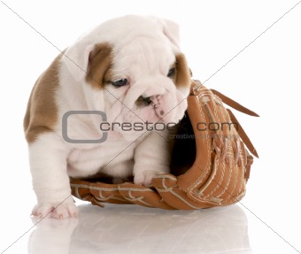 puppy with baseball glove