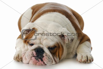 grumpy dog