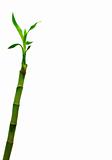 Lucky Bamboo (Dracaena sanderiana)