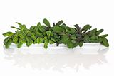 Sage Herb Leaf Selection