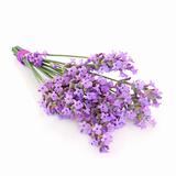 Lavender Herb Flower Posy