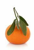 Tangerine Fruit with Leaf Sprig