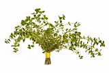 Thyme Herb Leaves