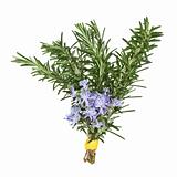 Rosemary Herb Flowers