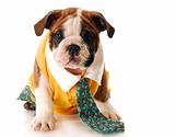 puppy dressed up with shirt and tie