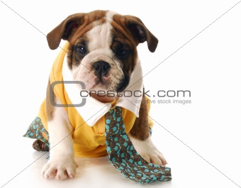 puppy dressed up with shirt and tie
