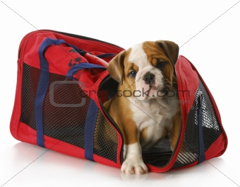 puppy in a travel bag
