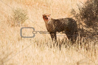 Cheetah with blood on face