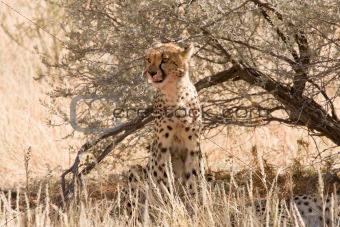 Cheetah sitting underneath shrub in Kalahari