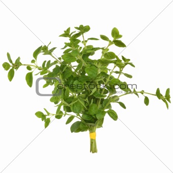 Oregano Herb Leaves