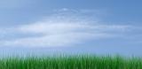 green grass on a blue sky