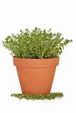 Thyme Herb Plant