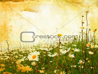 Beautiful grunge background with daisies