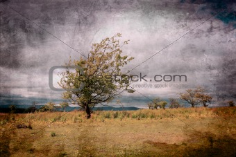 Lonely tree agains white clouds