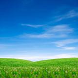 Sky and green grass