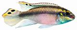 Kribensis Cichlid fish