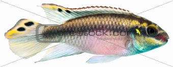 Kribensis Cichlid fish
