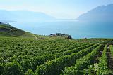 Vineyards in Switzerland