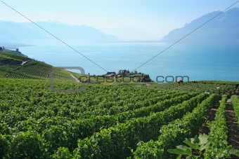 Vineyards in Switzerland