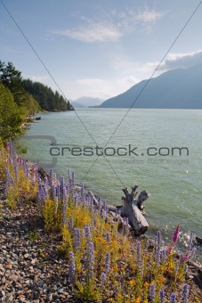 View of the Squamish River in British Columbia, Canada